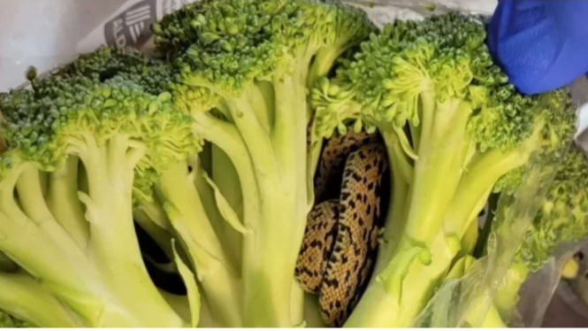 Brokoli Berisi Ular