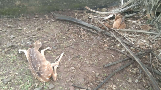 28 Rusa di Palembang Mati Mendadak, Diduga Diserang Anjing Liar