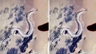 Penampakan Seram Ular Raksasa Nongol di Google Maps, Ini Faktanya