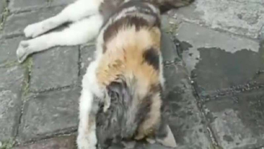 Puluhan Kucing Mati Mendadak Di Sunter Jakut, Gejalanya Kejang-kejang