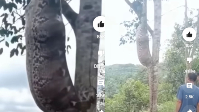 Penampakan Ular Piton Perut Buncit Menjuntai di Atas Pohon