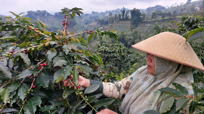 Petani kopi di Kampung Kopi Konservasi Desa pegundungan, Banjarnegara, Jawa Tengah.