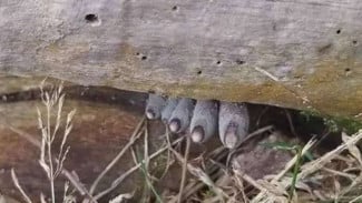 Viral Foto Jamur Jari Mayat, Ini Deretan Faktanya