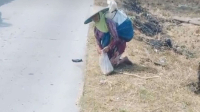 Viral Seorang Nenek 'Mungut' Gabah yang Jatuh di Jalan Raya