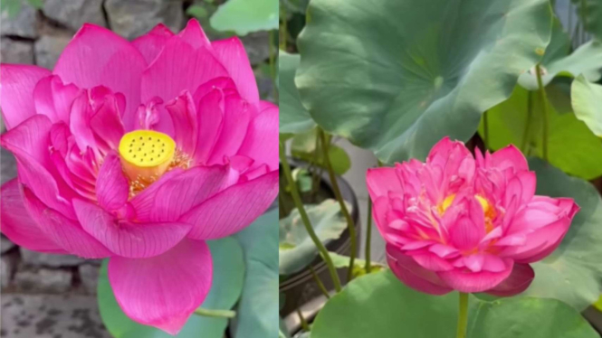 Viral Bunga Lotus di Cina Diberi Nama Eril