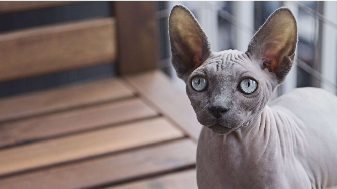 Kucing Sphynx.