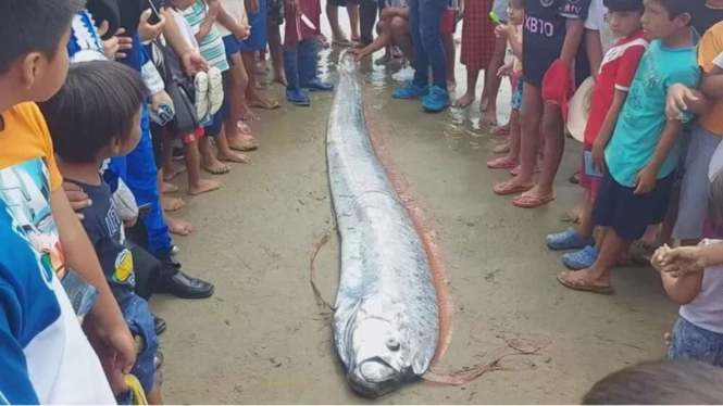 Ikan 'Gempa' Oarfish Terdampar di Pantai, Warga Geger