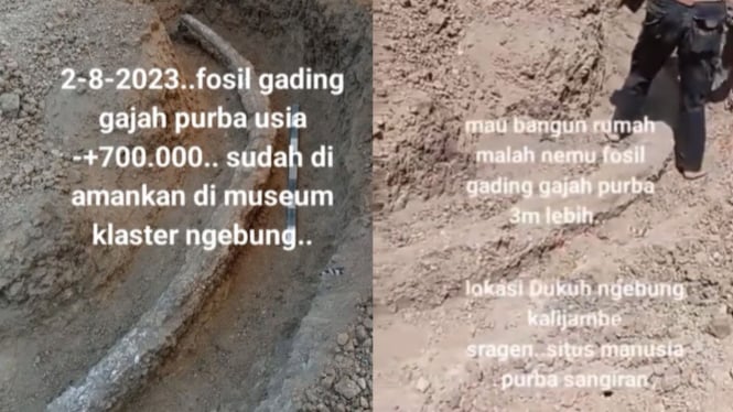Penampakan fosil gading gajah purba berusia 800 ribu tahun
