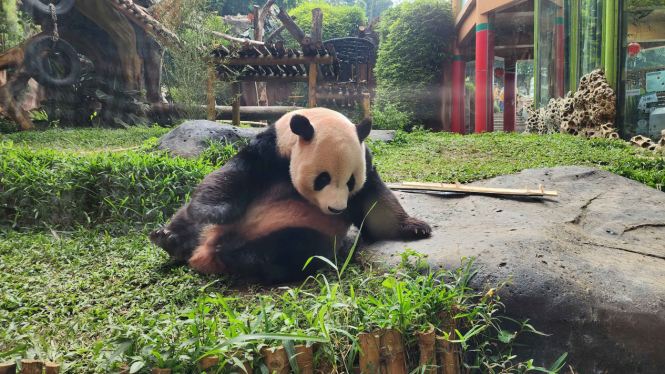 Cai Tao, panda raksasa di Taman Safari Indonesia.
