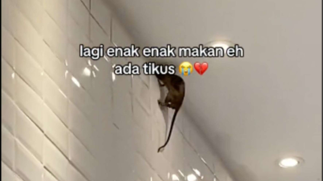 Terekam Tikus Besar Nemplok di Atas Dinding Restoran