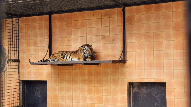 Penangkaran harimau di Taman Safari Bogor.