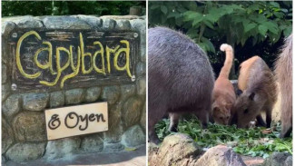 Gemas! Viral Persahabatan Unik Kucing dan Capybara di Kebun Binatang Malaysia