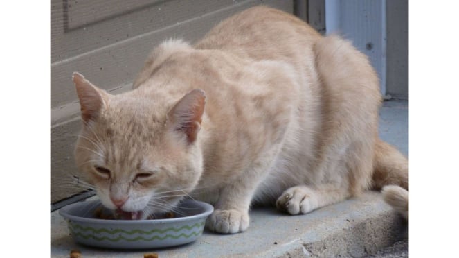 Gambar kucing sedang makan dan minum