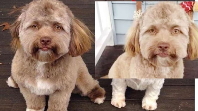 Viral Seekor Anjing Memiliki Rupa Mirip Manusia, Netizen Sampai Keheranan