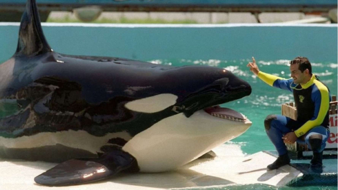 Lolita, seekor paus orca yang menjadi daya tarik utama di Miami Seaquarium, AS, 