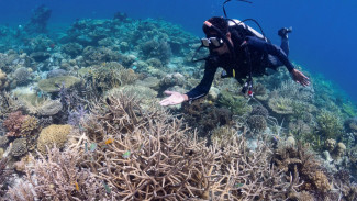 Pejuang Terumbu Karang dari Desa Pinang