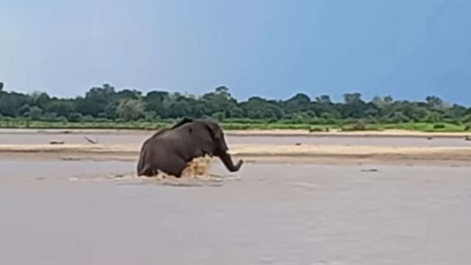 Viral Buaya Serang Gajah Berukuran Besar yang Sedang Menyebrang Sungai