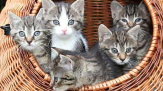 5 Alasan Mengapa Kucing Peliharaan Harus Disteril