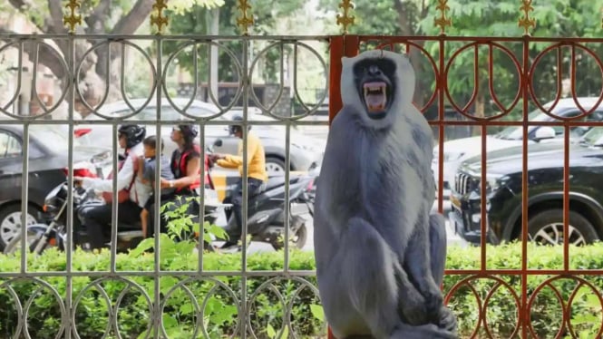 Monyet di jalana New Delhi IIndi