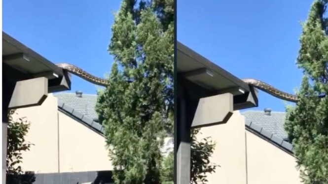 Terekam Ular Raksasa Sedang Merayap dari Atap Rumah Ke Pohon
