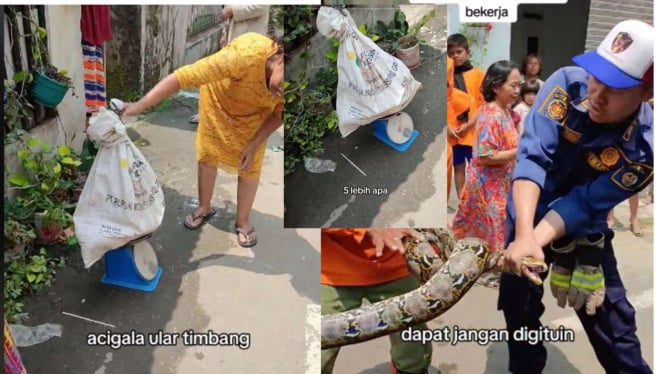 Emak-emak Depok Bawa Timbangan Saat Satroni Lokasi Penangkapan Ular Piton