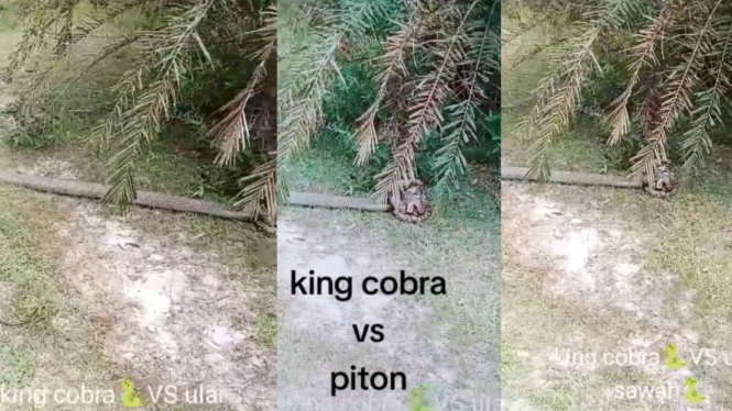 Terekam dua ular raksasa, king cobra vs piton.