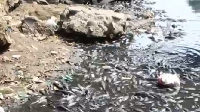 Kondisi sungai Cileungsi yang menghitam dan dipenuhi bangkai Ikan