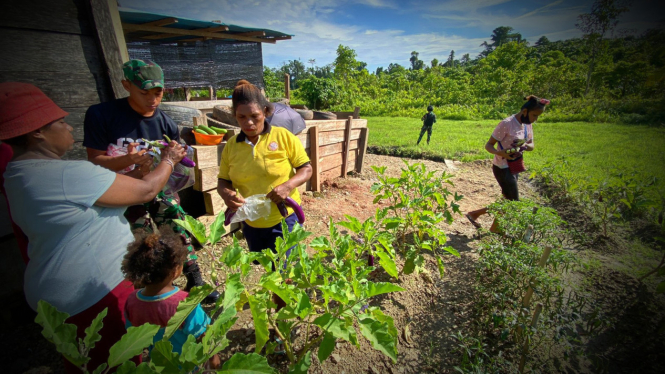 VIVA Militer: Kebun subur Yonif 623/BWU di Distrik Mubrani, Papua