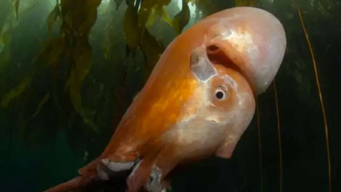 Geger penampakan seekor gurita mirip alien.