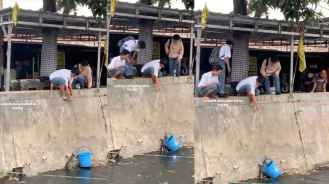Viral Momen Pelajar Selamatkan Kucing