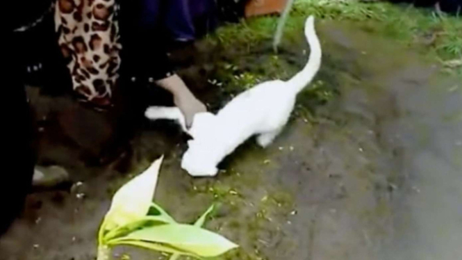 Viral Seekor Kucing Mengais Tanah Kuburan Pemiliknya