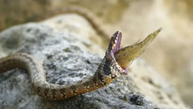 Ular memangsa ikan dan tersedak.