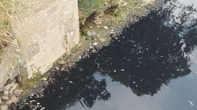 Ikan-ikan di sejumlah lokasi di Sungai Cileungsi di Kabupaten Bogor, Jawa Barat, mati akibat air sungai itu tercemar limbah industri.