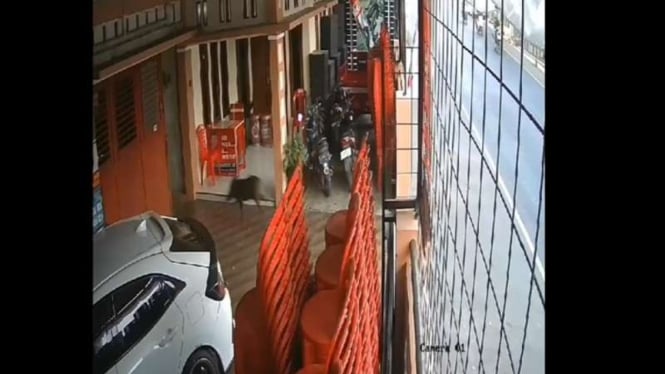 Rekaman CCTV memperlihatkan babi hutan masuk ke dalam rumah Ketua DPRD Kuningan 