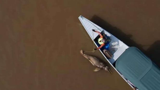 Lumba-lumba Amazon tewas