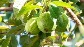 Manfaat Daun Jambu Biji bagi Kesehatan, Lengkap dengan Kandungan Nutrisi di Dalamnya