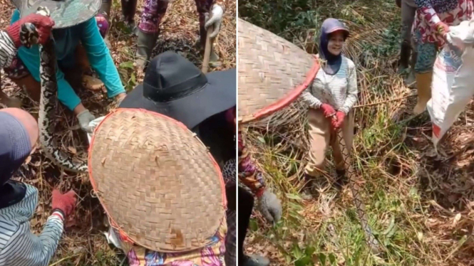 Viral, Emak-Emak Girang Tangkap Ular Piton di Kebun Sawit