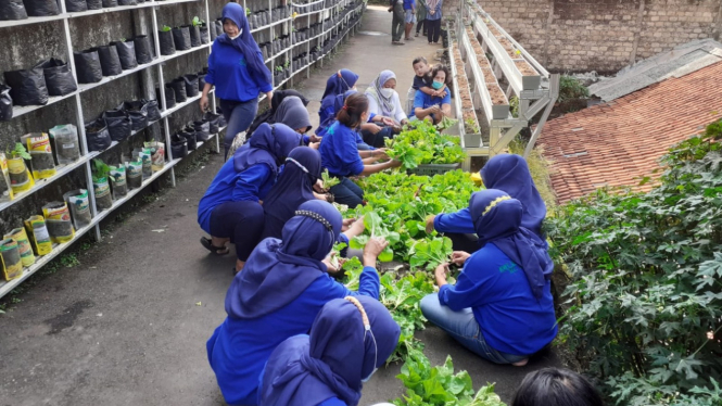 Gang Sempit Jadi Kebun Sayur Produktif di Bondongan, Bogor, Jawa Barat