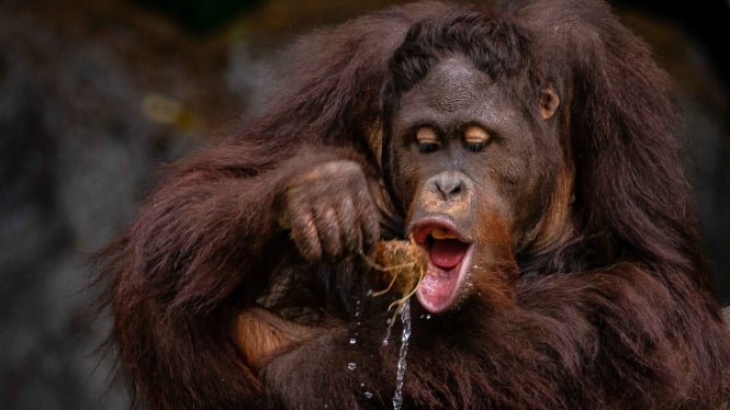 Orangutan hasil jepretan Gerdie Hutomo Nurhadi.