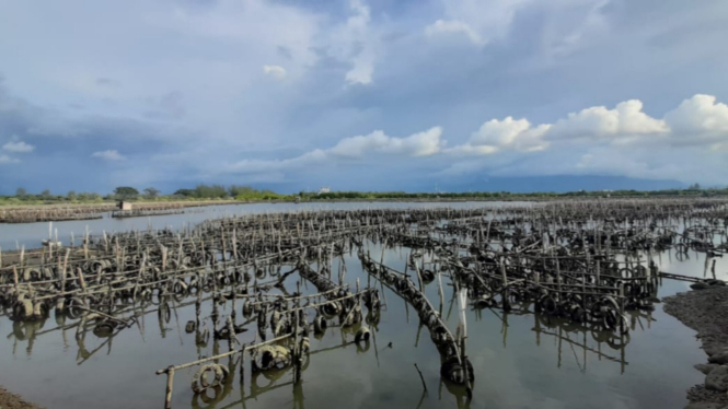 Biodata laut di Alue Naga, Banda Aceh