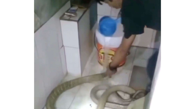 Viral seorang pria mandikan ular king cobra
