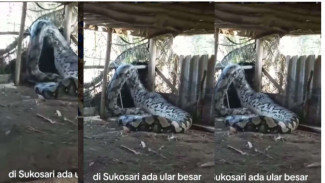 Geger Ular Raksasa Terekam Lemas Gegara Terjebak, Netizen: Tolongin