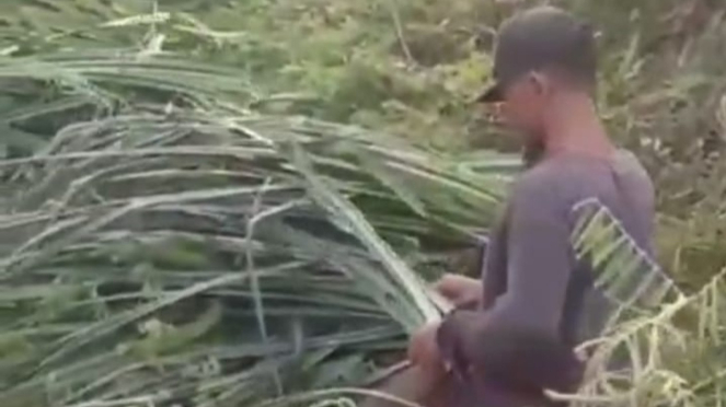 Warga Pantai Cermin Kanan Sumut sedang memilih bahan kerajinan anyaman