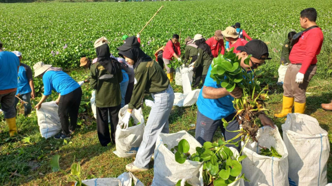 Relawan bersihkan Sungai Bengawan Solo dari tumpukan eceng gondok 