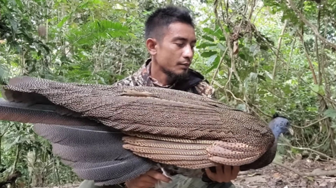 Burung Kuau Raja