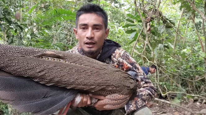 Burung Kuau Raja