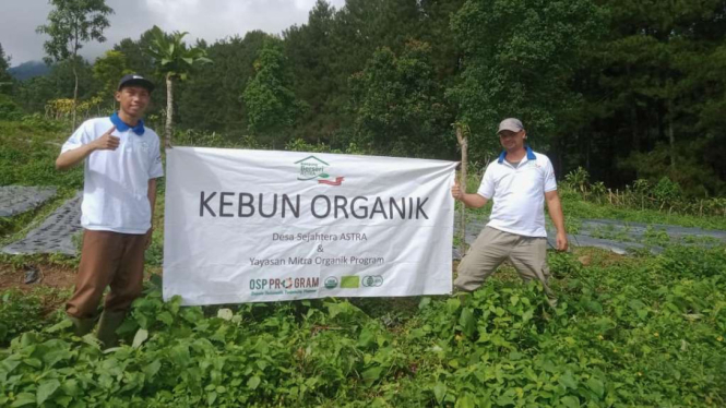 Pertanian organik binaan Desa Sejahtera Astra (DSA) Yayasan Mitra Organik di Desa Tajurhalang dan Desa Sukaharja, Kecamatan Cijeruk, Kabupaten Bogor, Jawa Barat.