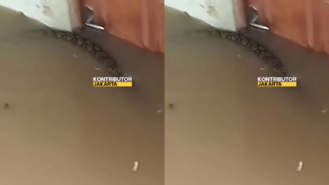 Viral penampakan ular sanca saat banjir di Kampung Melayu, Jakarta Timur.