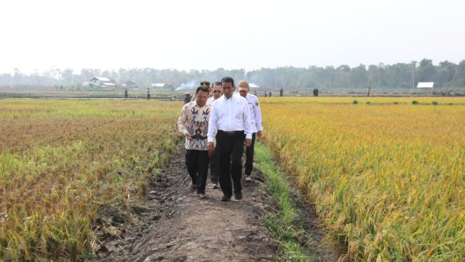 Mentan Amran Sulaiman tinjau lahan pertanian di Sumatera Selatan (Sumsel)