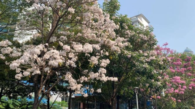 Cantiknya Bunga Tabebuya Bermekaran Di Sepanjang Jalan Sudirman